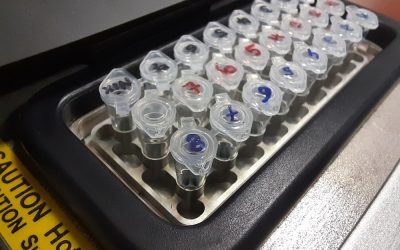 LK Bio Q1 erstellt eigenen, genetischen Fingerabdruck